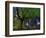 Ponthus Beech Tree 1-Philippe Manguin-Framed Photographic Print