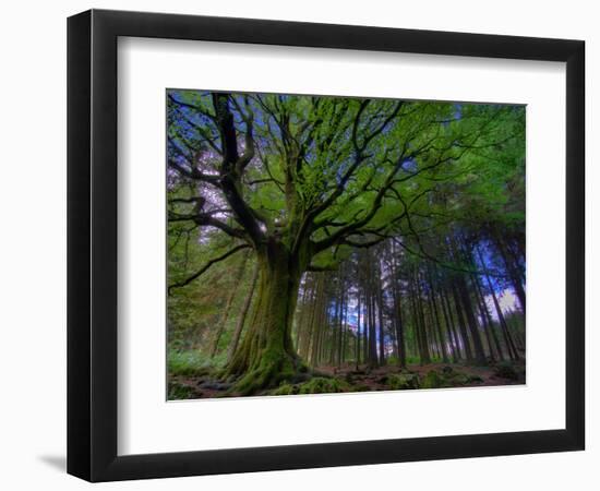 Ponthus Beech Tree 1-Philippe Manguin-Framed Photographic Print