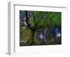 Ponthus Beech Tree 1-Philippe Manguin-Framed Photographic Print