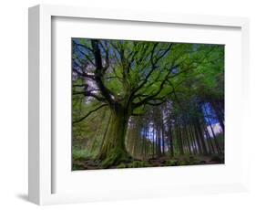 Ponthus Beech Tree 1-Philippe Manguin-Framed Photographic Print