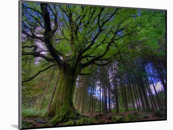 Ponthus Beech Tree 1-Philippe Manguin-Mounted Photographic Print