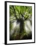 Ponthus Beech Tree 2-Philippe Manguin-Framed Premium Photographic Print