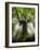 Ponthus Beech Tree 2-Philippe Manguin-Framed Photographic Print