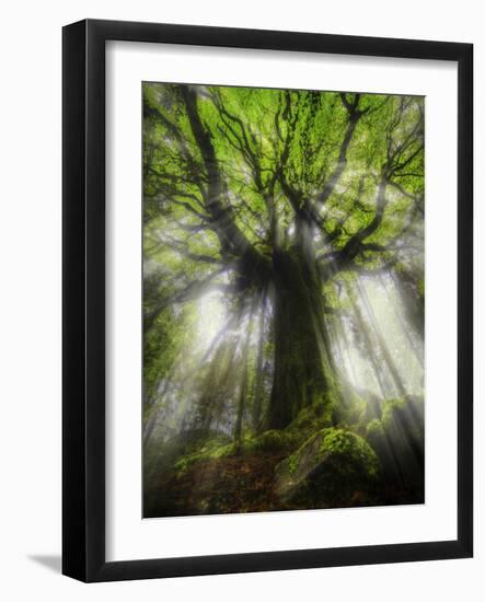 Ponthus Beech Tree 2-Philippe Manguin-Framed Photographic Print