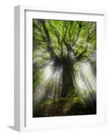 Ponthus Beech Tree 2-Philippe Manguin-Framed Photographic Print