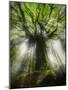 Ponthus Beech Tree 2-Philippe Manguin-Mounted Photographic Print