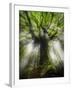 Ponthus Beech Tree 2-Philippe Manguin-Framed Photographic Print