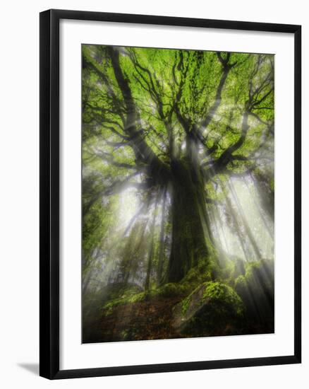 Ponthus Beech Tree 2-Philippe Manguin-Framed Photographic Print