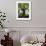 Ponthus Beech Tree 2-Philippe Manguin-Framed Photographic Print displayed on a wall