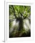 Ponthus Beech Tree 2-Philippe Manguin-Framed Photographic Print