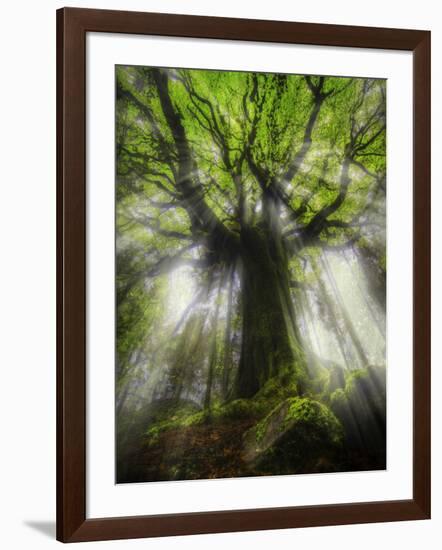 Ponthus Beech Tree 2-Philippe Manguin-Framed Photographic Print