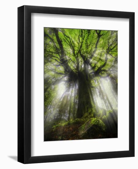 Ponthus Beech Tree 2-Philippe Manguin-Framed Photographic Print