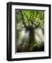 Ponthus Beech Tree 2-Philippe Manguin-Framed Photographic Print