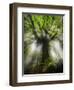 Ponthus Beech Tree 2-Philippe Manguin-Framed Premium Photographic Print