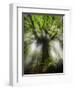 Ponthus Beech Tree 2-Philippe Manguin-Framed Premium Photographic Print