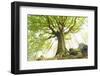 Ponthus beech tree-Philippe Manguin-Framed Photographic Print