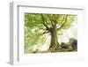 Ponthus beech tree-Philippe Manguin-Framed Photographic Print