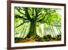 Ponthus' Beech-Christophe Kiciak-Framed Art Print