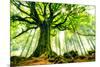 Ponthus' Beech-Christophe Kiciak-Mounted Art Print