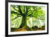 Ponthus' Beech-Christophe Kiciak-Framed Art Print