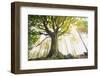 Ponthus old beech 2-Philippe Manguin-Framed Photographic Print