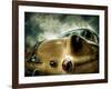 Pontiac, no. 1-Stephen Arens-Framed Photographic Print