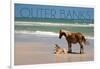 Pony and Foal - Outer Banks, North Carolina-Lantern Press-Framed Art Print