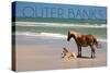 Pony and Foal - Outer Banks, North Carolina-Lantern Press-Stretched Canvas