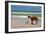 Pony and Foal - Outer Banks, North Carolina-Lantern Press-Framed Art Print