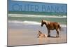 Pony and Foal - Outer Banks, North Carolina-Lantern Press-Mounted Art Print