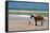 Pony and Foal - Outer Banks, North Carolina-Lantern Press-Framed Stretched Canvas
