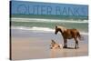 Pony and Foal - Outer Banks, North Carolina-Lantern Press-Stretched Canvas