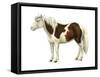 Pony (Equus Caballus), Mammals-Encyclopaedia Britannica-Framed Stretched Canvas