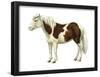 Pony (Equus Caballus), Mammals-Encyclopaedia Britannica-Framed Poster
