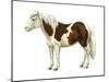 Pony (Equus Caballus), Mammals-Encyclopaedia Britannica-Mounted Poster