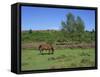 Pony Grazing, New Forest, Hampshire, England, United Kingdom, Europe-Jean Brooks-Framed Stretched Canvas