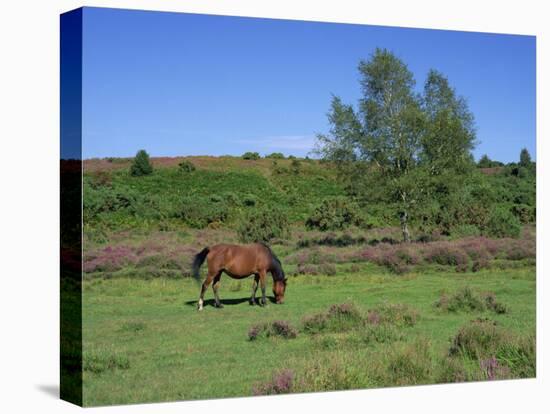Pony Grazing, New Forest, Hampshire, England, United Kingdom, Europe-Jean Brooks-Stretched Canvas