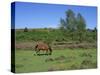 Pony Grazing, New Forest, Hampshire, England, United Kingdom, Europe-Jean Brooks-Stretched Canvas