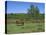 Pony Grazing, New Forest, Hampshire, England, United Kingdom, Europe-Jean Brooks-Stretched Canvas