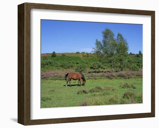 Pony Grazing, New Forest, Hampshire, England, United Kingdom, Europe-Jean Brooks-Framed Photographic Print