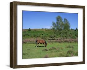 Pony Grazing, New Forest, Hampshire, England, United Kingdom, Europe-Jean Brooks-Framed Photographic Print