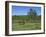 Pony Grazing, New Forest, Hampshire, England, United Kingdom, Europe-Jean Brooks-Framed Photographic Print