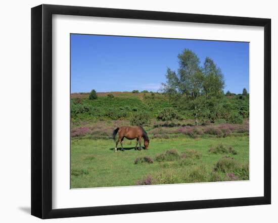 Pony Grazing, New Forest, Hampshire, England, United Kingdom, Europe-Jean Brooks-Framed Photographic Print