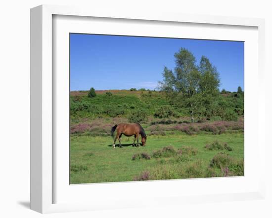 Pony Grazing, New Forest, Hampshire, England, United Kingdom, Europe-Jean Brooks-Framed Photographic Print