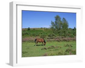 Pony Grazing, New Forest, Hampshire, England, United Kingdom, Europe-Jean Brooks-Framed Photographic Print