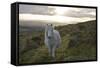 Pony in Evening Light on Dartmoor, Dartmoor National Park, Devon, England, United Kingdom-Peter Groenendijk-Framed Stretched Canvas