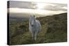 Pony in Evening Light on Dartmoor, Dartmoor National Park, Devon, England, United Kingdom-Peter Groenendijk-Stretched Canvas