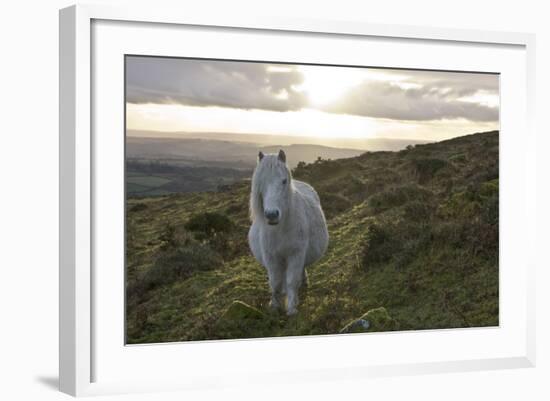 Pony in Evening Light on Dartmoor, Dartmoor National Park, Devon, England, United Kingdom-Peter Groenendijk-Framed Photographic Print