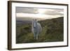 Pony in Evening Light on Dartmoor, Dartmoor National Park, Devon, England, United Kingdom-Peter Groenendijk-Framed Photographic Print