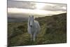 Pony in Evening Light on Dartmoor, Dartmoor National Park, Devon, England, United Kingdom-Peter Groenendijk-Mounted Photographic Print